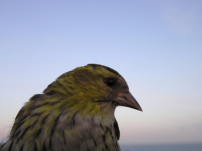 Eurasian Siskin, Sundre 20080607